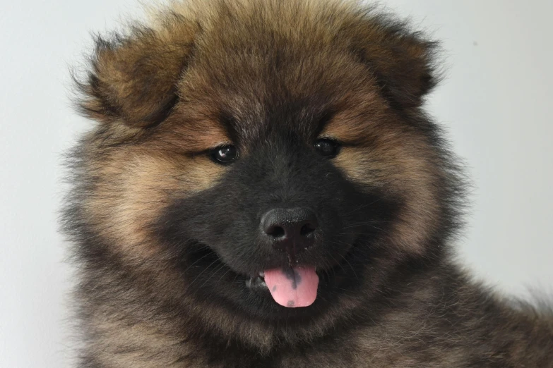 a close up view of a small dog with its tongue hanging out