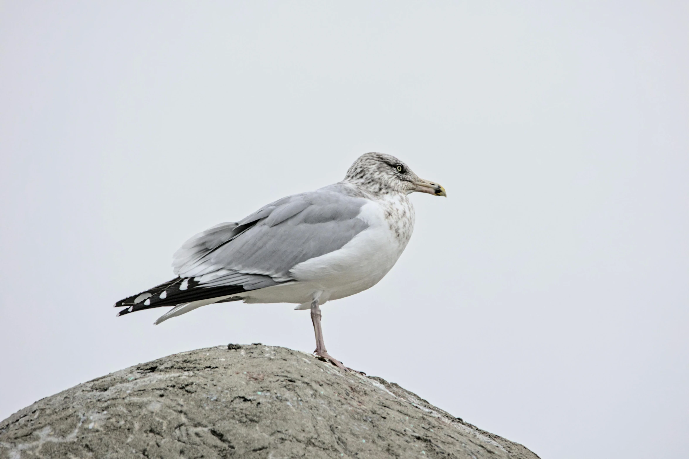 a grey, black and white bird is sitting on a rock