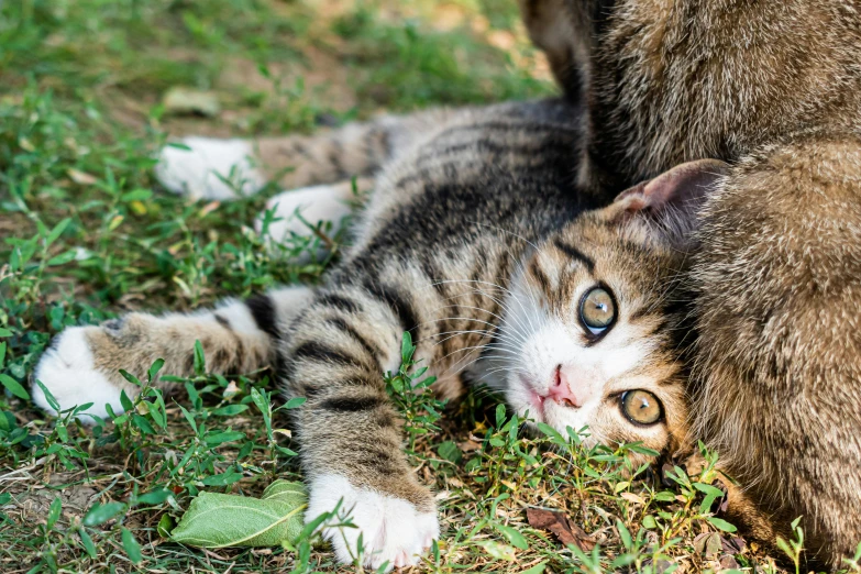 a close - up of a kitten laying in the grass