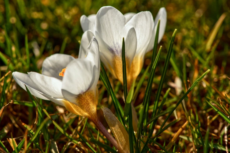 two white crocus blooms laying in the grass