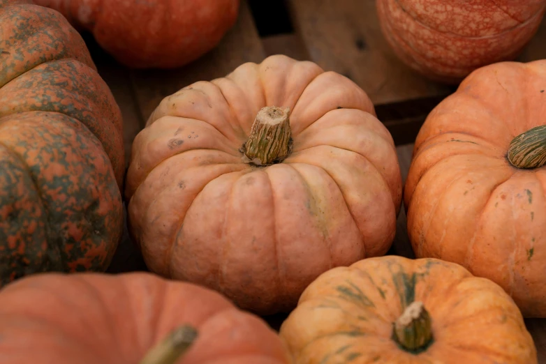 some orange pumpkins and orange gourds are on display