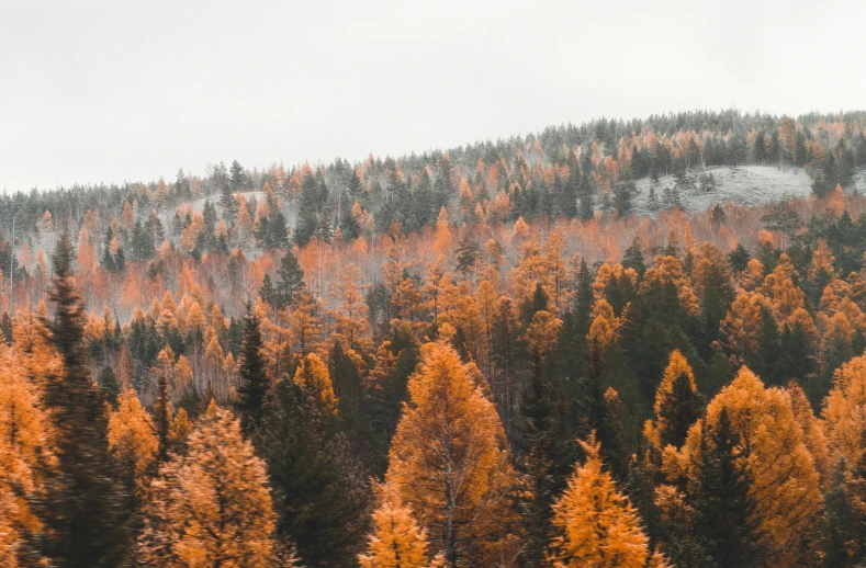 a red and yellow tree covered hillside with ski lift in the background