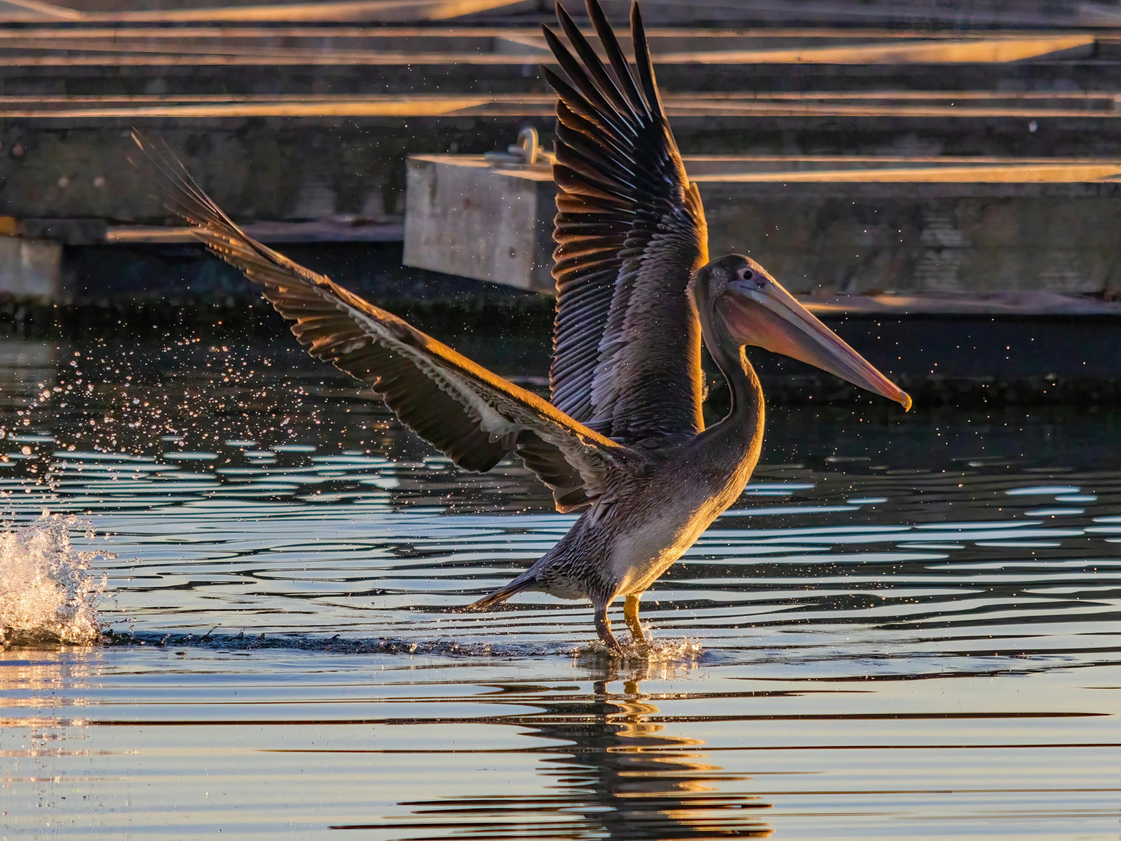 a bird with it's wings open spreads its wings in the water