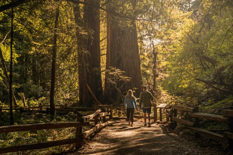 people walking along the path in a forest