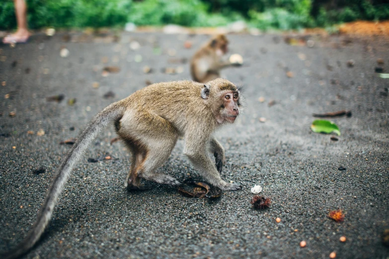 a couple of monkeys that are standing on a road