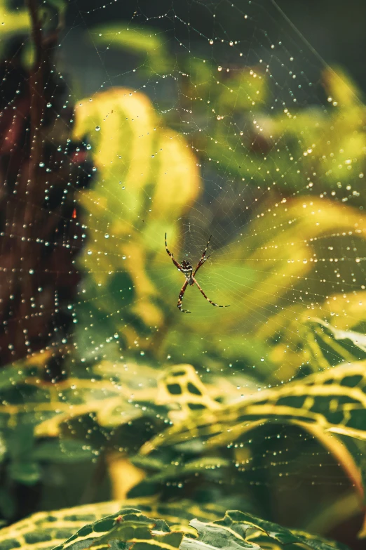 a spider is seen in the center of a spider web