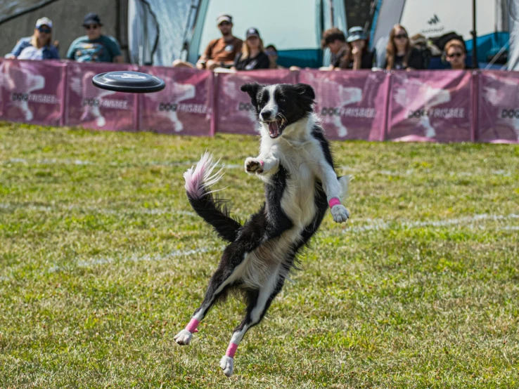 a dog that is jumping in the air for a frisbee