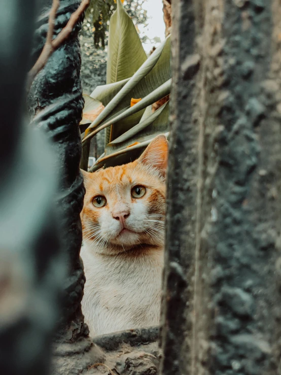 an orange cat looks up through the trees