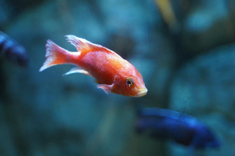 a goldfish in a blue sea aquarium