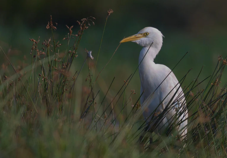 an image of a bird in the grass