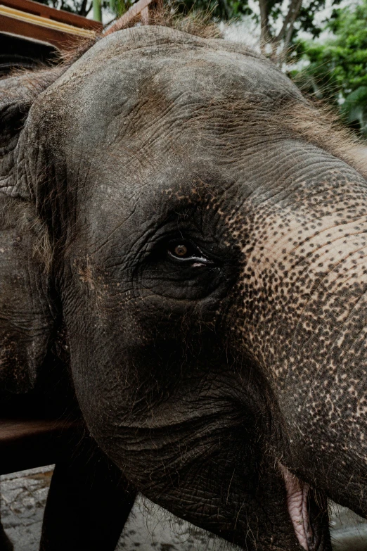 an elephant with a very wrinky head is showing it's teeth