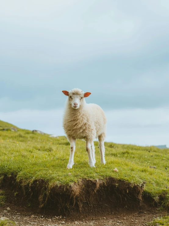 a white sheep standing on top of a grass covered hillside