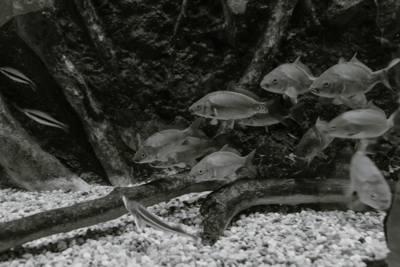 a few fish are seen in an aquarium