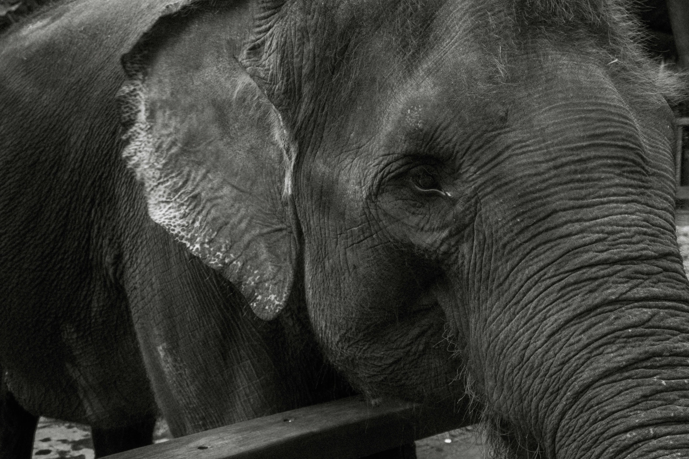 an elephant standing next to a wooden fence