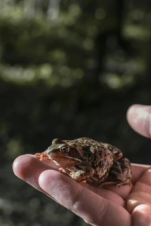 a small frog in a hand while on some hikes