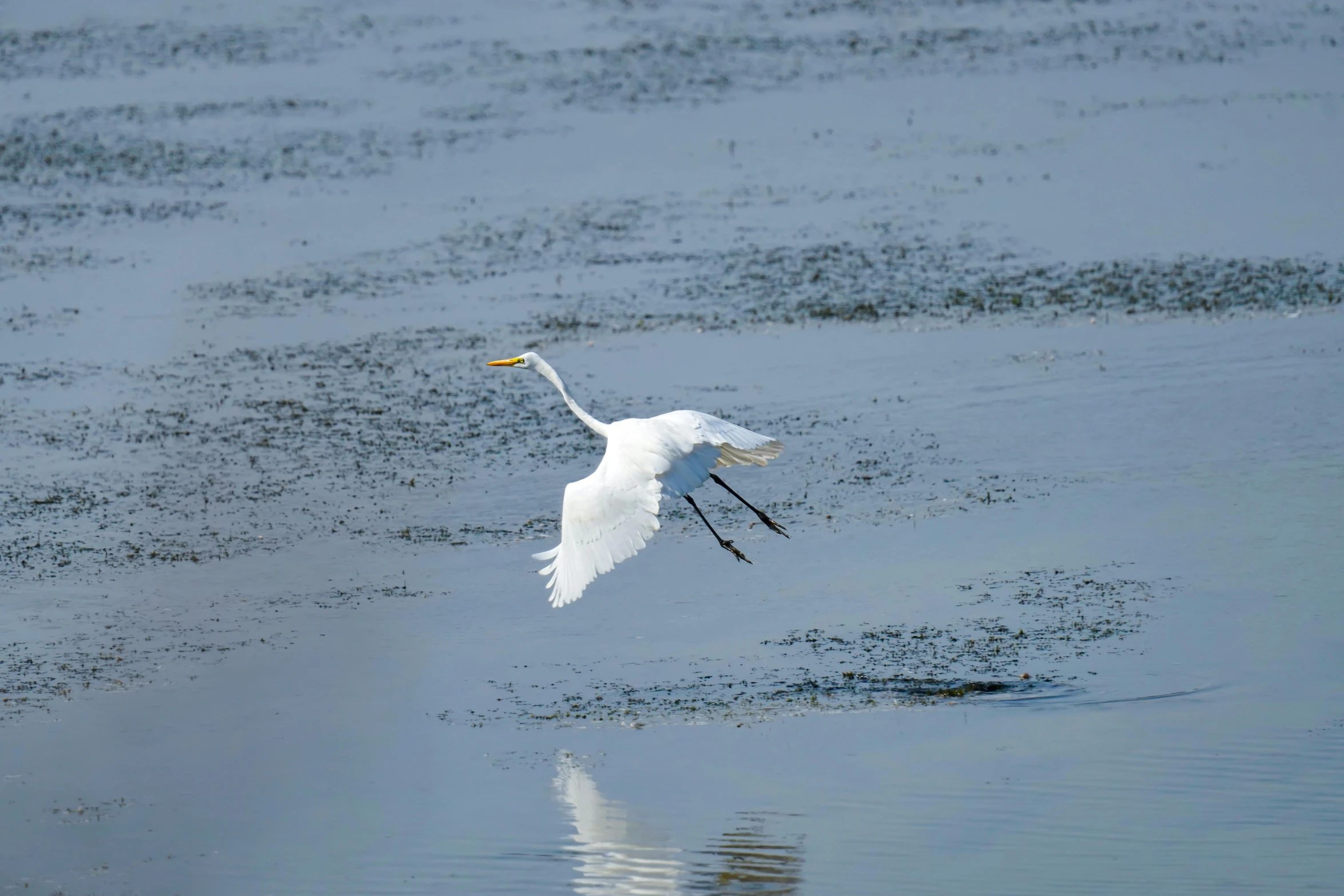 a white bird flying through a cloudy blue sky