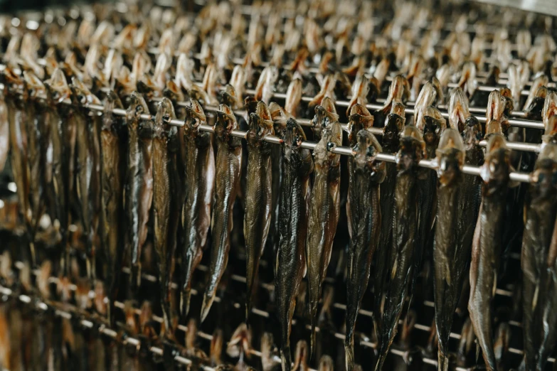 dried fish are drying on a drying rack