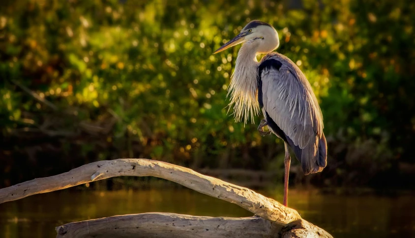 bird sitting on a tree nch in water