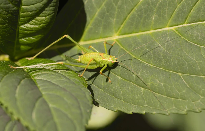 the green bug is on top of the leaf