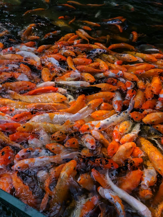 many large groups of fish in a pond