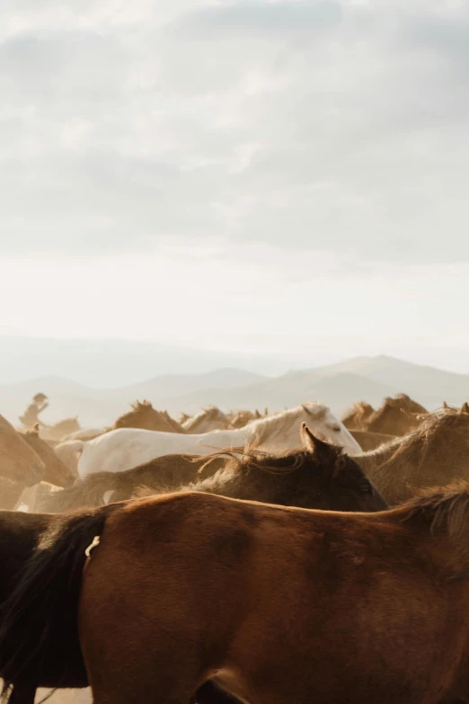brown horses are huddled up against the desert