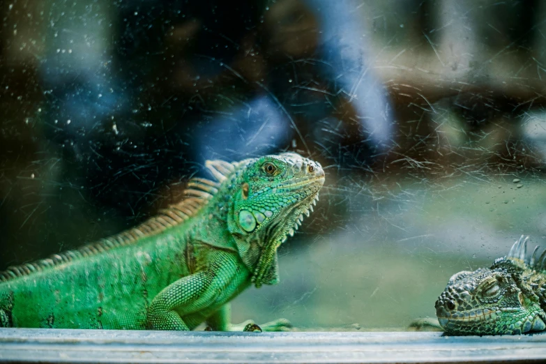 a close up view of a green and orange lizard and a smaller lizard