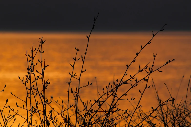 silhouette of nches against a dusk sky at the water