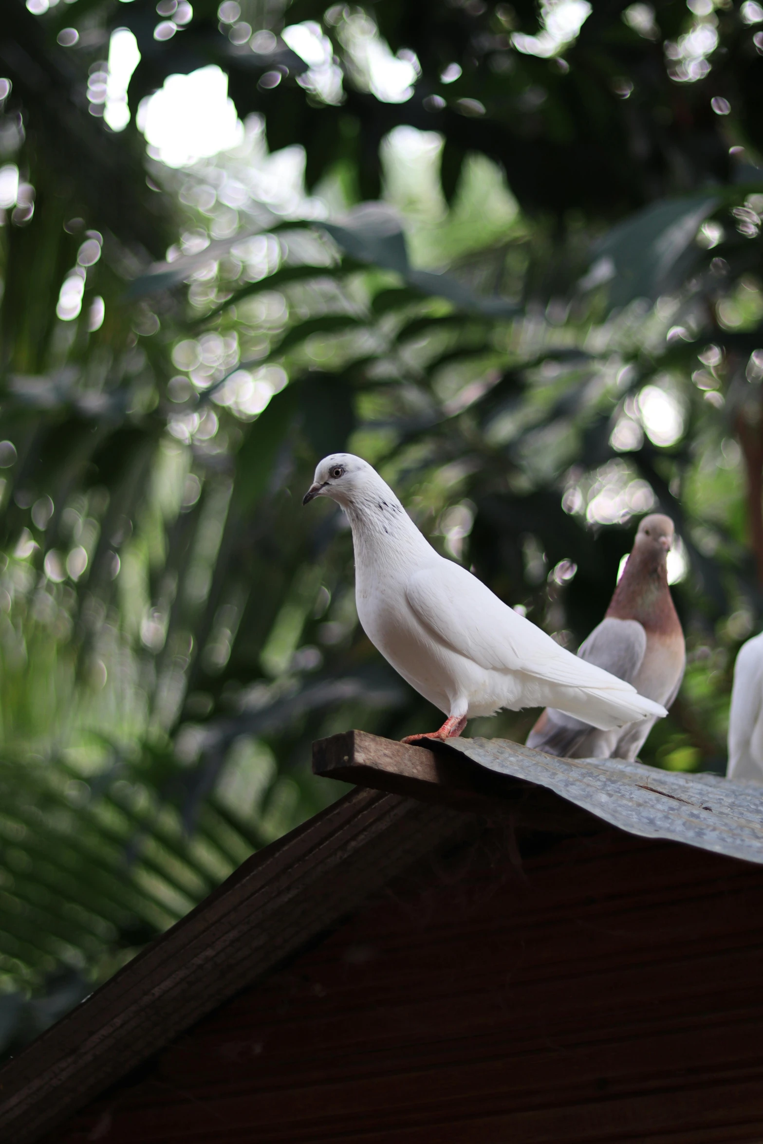 a couple of white birds sitting on top of a roof