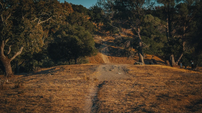 an empty dirt road leading into the trees