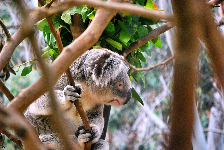 a koala with her arms up in the air, standing on a nch