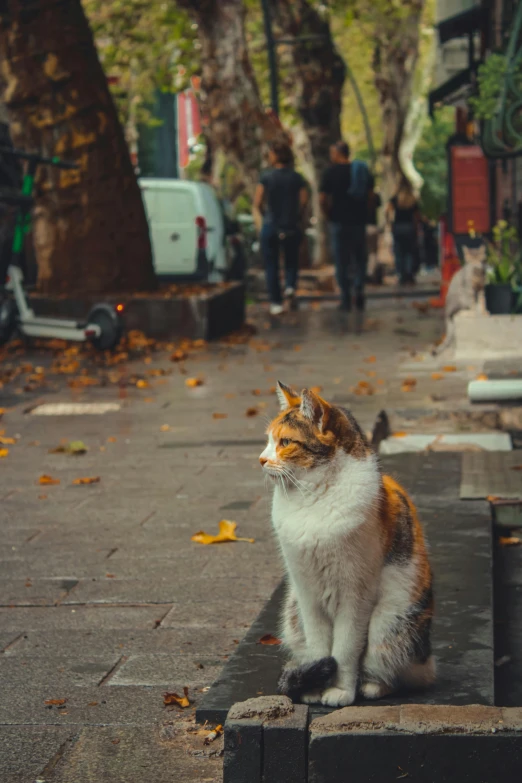 a cat is sitting on a sidewalk in front of people