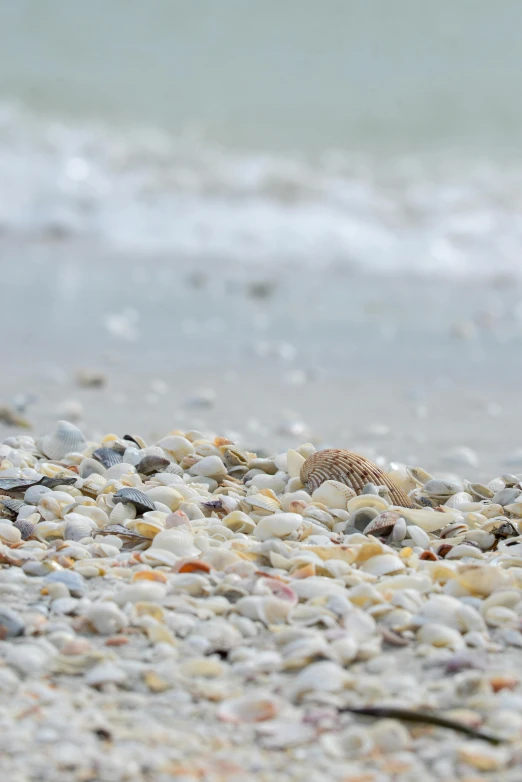 some sea shells are laying on the shore line