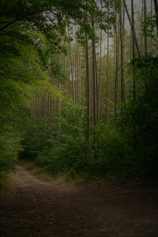 the dirt trail runs through a lush green forest