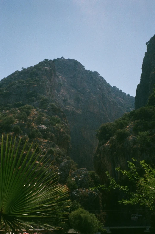 a large green palm tree on a hill