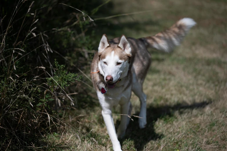 a husky dog that is walking along in the grass