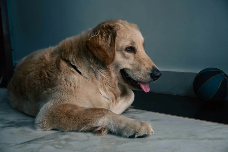 a dog lying on the ground next to a ball