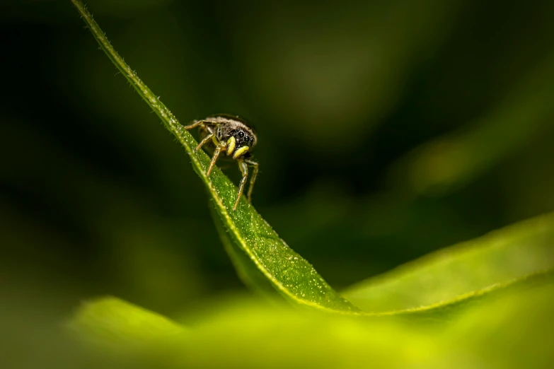 a large insect sitting on top of a green leaf