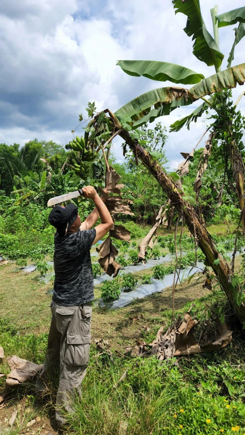 a man with a hat is looking into the distance while holding a banana tree