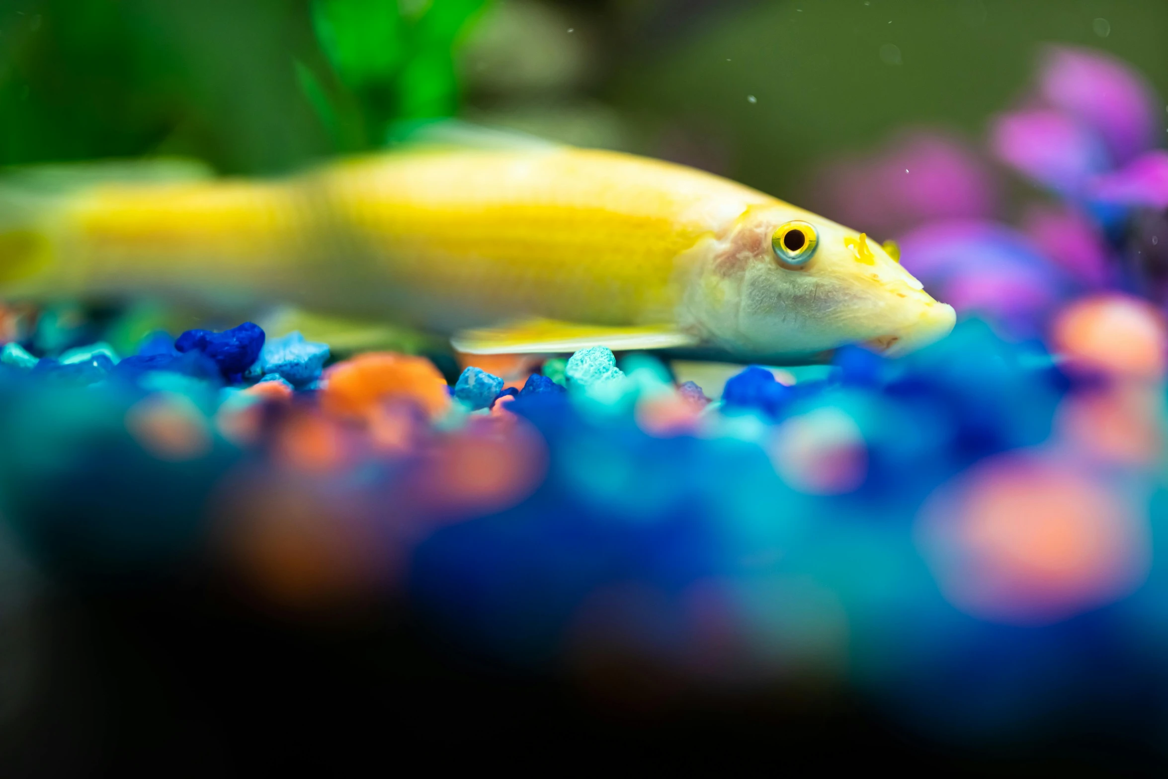 a fish with yellow eyes swims on colored rocks