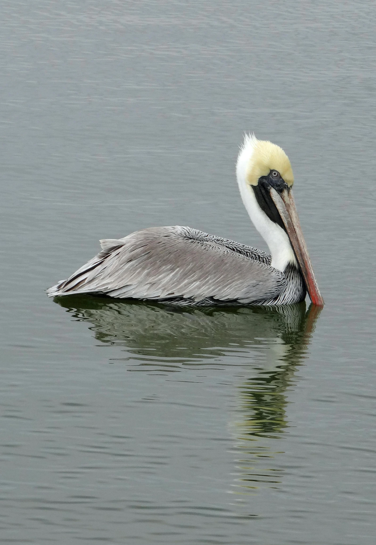 a bird floating on the surface of a lake