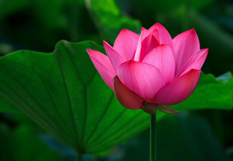 a bright pink lotus flower on the tip of a green leaf