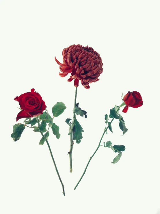 red roses sit in an angled manner with leaves on them