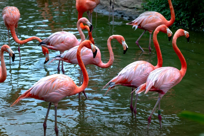 several pink flamingos gathered together at the water's edge