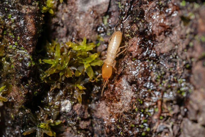 small insect resting on mossy rock next to tree