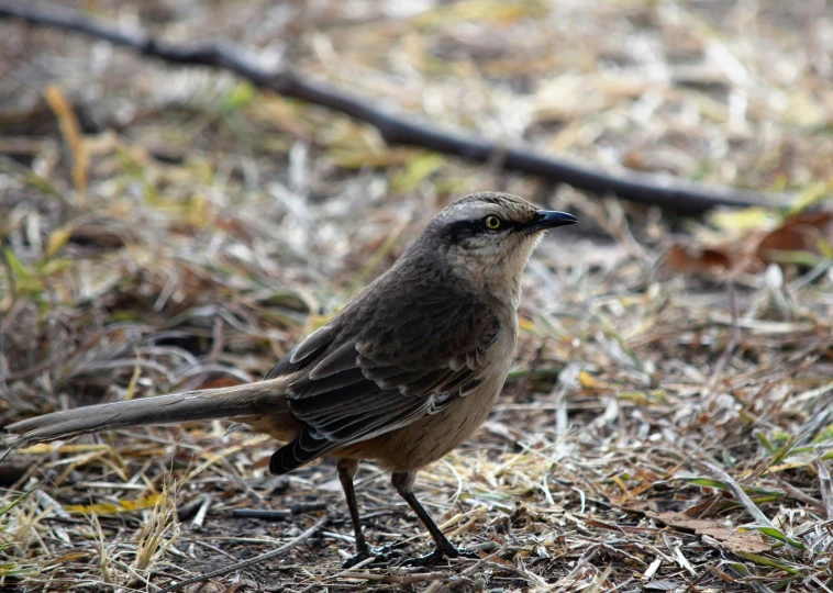 a bird is on the ground in the grass