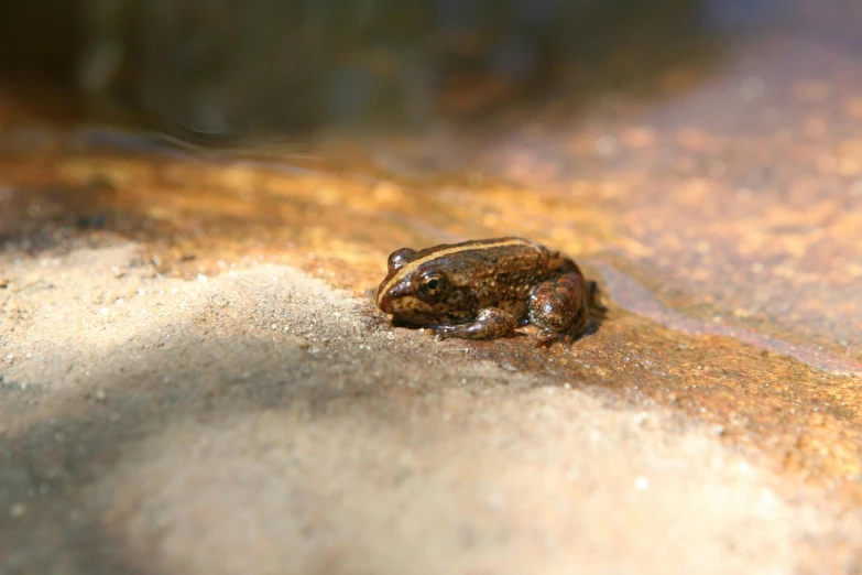 a small frog is standing on the ground