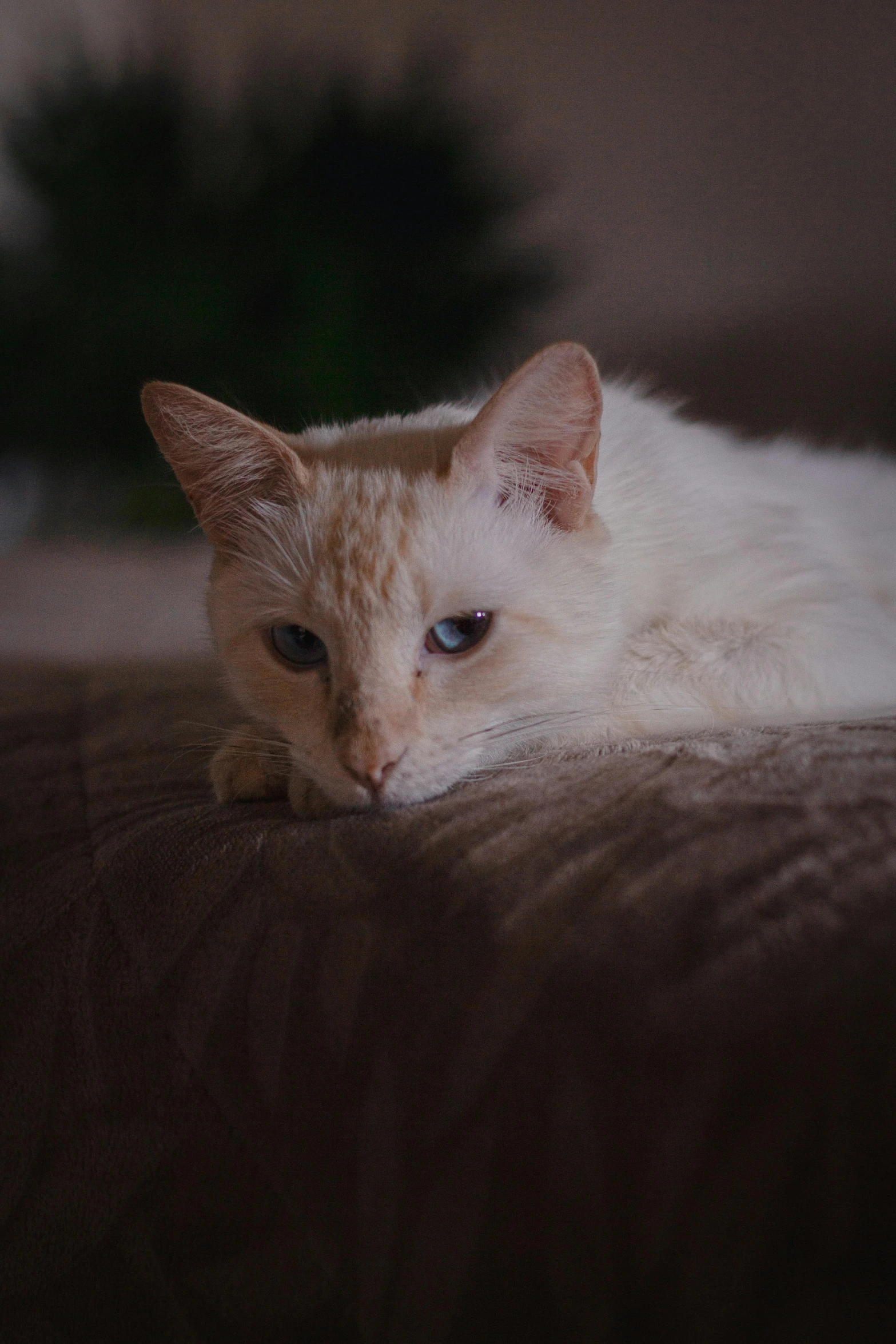 a cat that is laying down on the ground