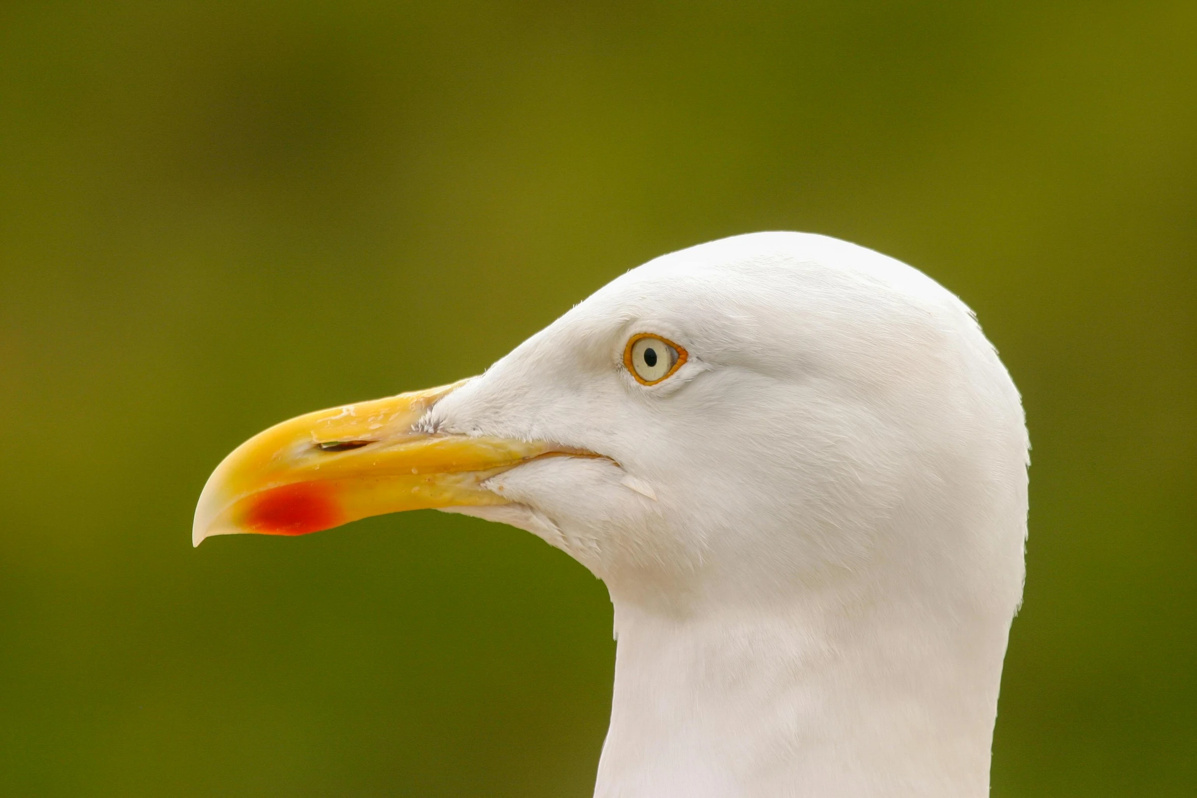 a seagull looking straight ahead as it stares into the camera