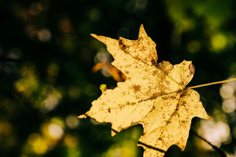 a leaf that is falling down in the forest