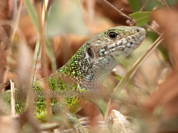 a close up of a lizard on the ground among grass